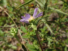 Eurybia surculosa