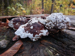 Trichoderma pulvinatum