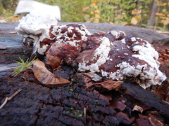 Trichoderma pulvinatum