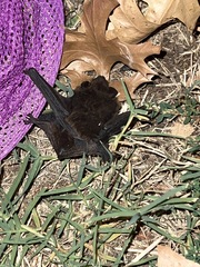 Nycticeius humeralis