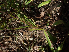 Eurybia surculosa