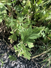 Artemisia indica