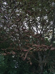 Aesculus hippocastanum