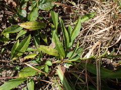 Eurybia surculosa