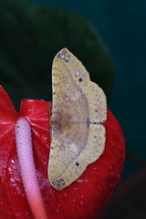 Eumelea rosalia