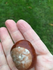 Aesculus hippocastanum