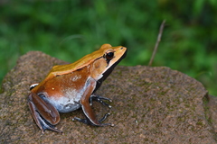 Clinotarsus curtipes