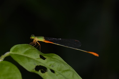 Ceriagrion cerinorubellum