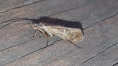 Glyphopsyche
