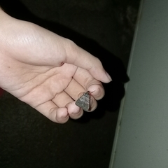 Hydrillodes lentalis