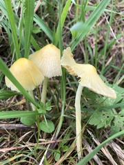 Bolbitius