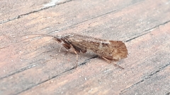 Glyphopsyche