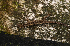 Hemidactylus brookii