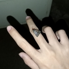 Hydrillodes lentalis