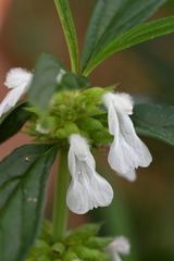 Leucas aspera