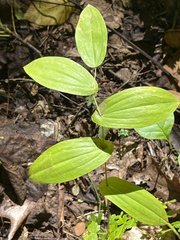 Uvularia perfoliata