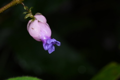 Persicaria chinensis