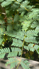 Albizia julibrissin