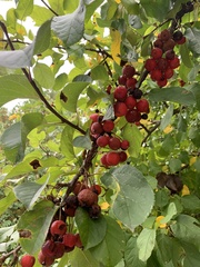 Malus prunifolia