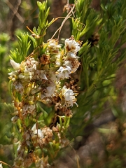 Cuscuta californica