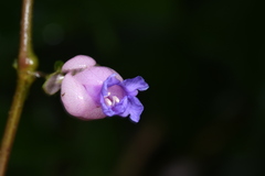 Persicaria chinensis