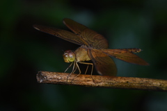 Neurothemis fulvia