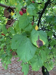 Malus prunifolia