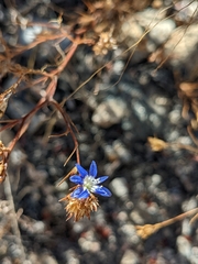 Eriastrum sapphirinum