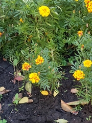 Tagetes erecta