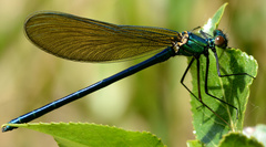 Calopteryx