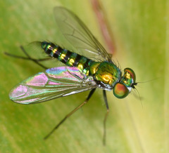 Dolichopodidae