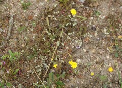 Adenogramma glomerata