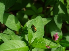 Augochlorella aurata