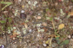 Adenogramma glomerata