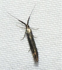 Coleophora mayrella