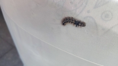 Acronicta rumicis