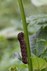 Spodoptera litura