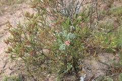 Indigofera claassensii