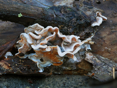 Skeletocutis amorpha