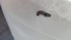 Acronicta rumicis