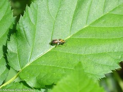 Augochlorella aurata