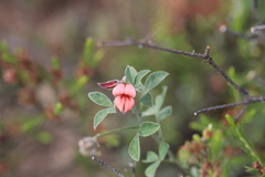 Indigofera claassensii
