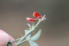 Indigofera claassensii