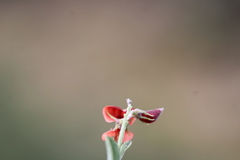 Indigofera claassensii