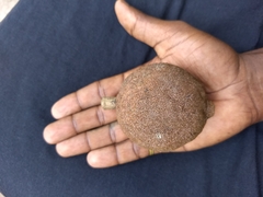 Hydnocarpus pentandrus