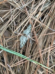 Phigalia denticulata