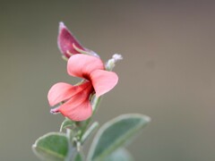 Indigofera claassensii