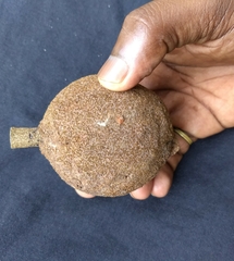 Hydnocarpus pentandrus