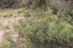 Passerina corymbosa
