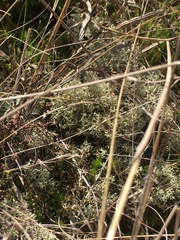 Cladonia subtenuis